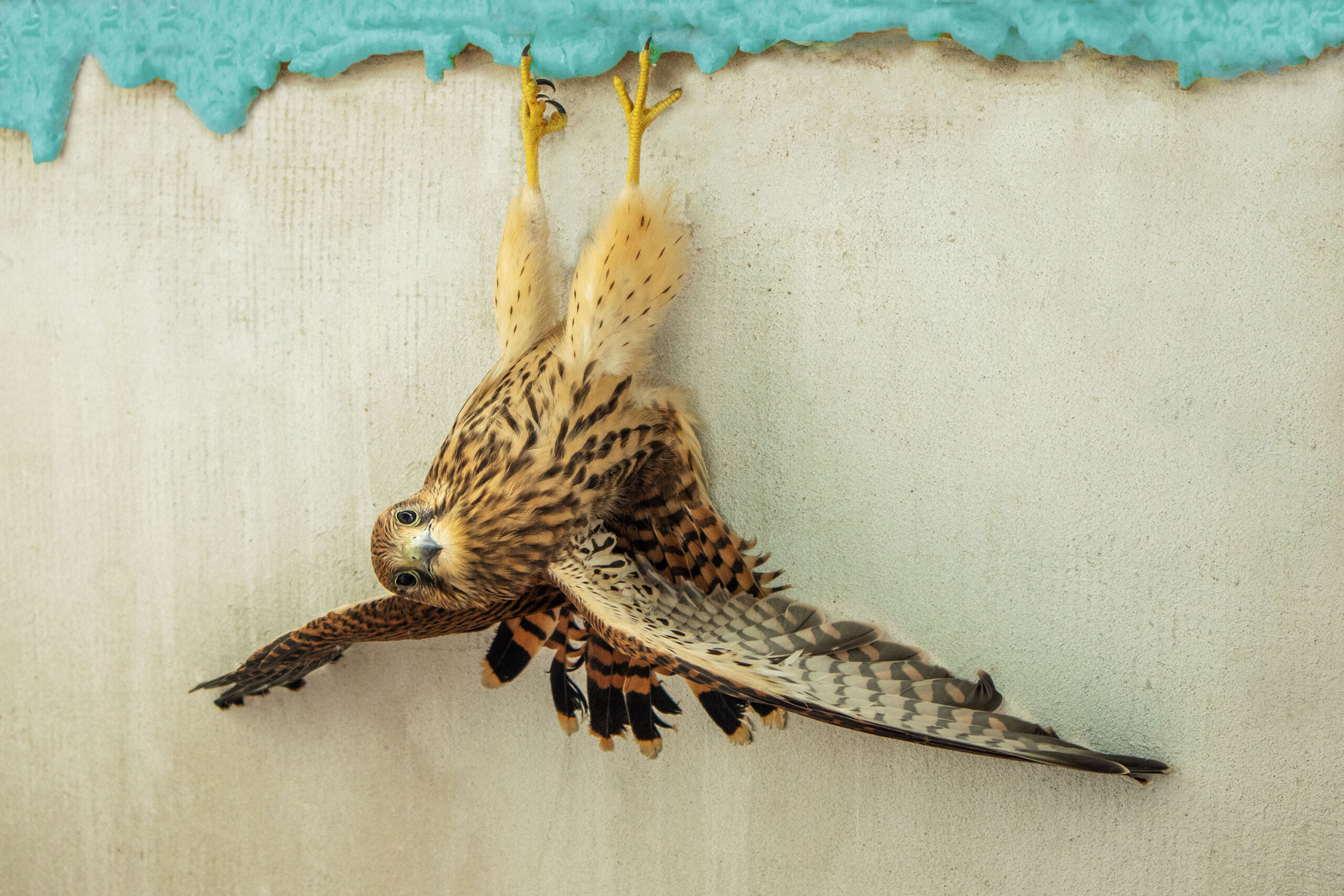 buzzArt Vogel buzzArt Vogel